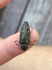 Buprestis consularis