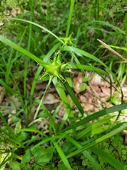 Carex intumescens