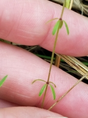 Galium labradoricum
