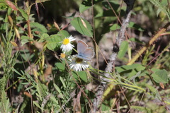 Plebejus anna