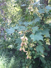 Acer glabrum douglasii