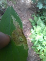 Liriomyza limopsis
