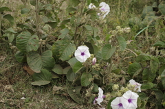 Ipomoea hildebrandtii megaensis