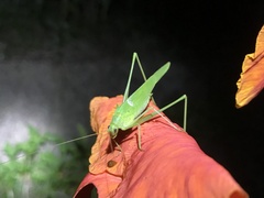 Phaneroptera falcata