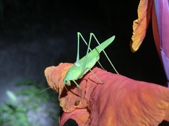Phaneroptera falcata