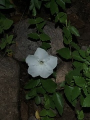 Mandevilla brachysiphon