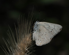Satyrium sylvinus dryope