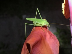 Phaneroptera falcata