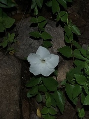 Mandevilla brachysiphon