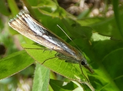 Catoptria conchella