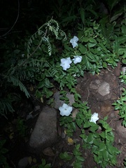 Mandevilla brachysiphon