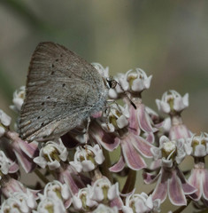 Satyrium sylvinus dryope