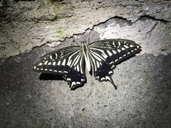 Papilio xuthus