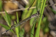 Enallagma doubledayi