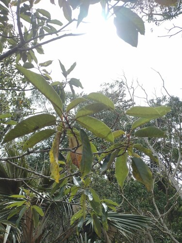 kauila (Alphitonia ponderosa)