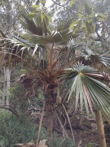 Pritchardia minor, photograph 3