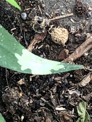 Calycomyza promissa