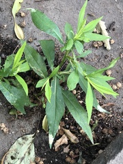 Calycomyza promissa