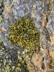 Racomitrium fasciculare