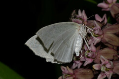 Campaea perlata