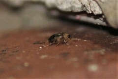 Peltodytes duodecimpunctatus