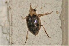 Peltodytes duodecimpunctatus