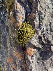Racomitrium fasciculare