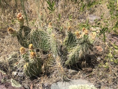 Opuntia polyacantha polyacantha