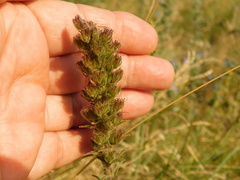 Pontechium maculatum