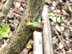 Parasa lepida