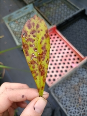 Alseuosmia macrophylla