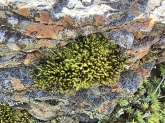 Racomitrium fasciculare