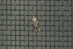 Coleotechnites atrupictella