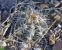 Thelocactus bicolor