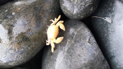 Pinnotherelia laevigata