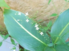 Oldenlandia microtheca