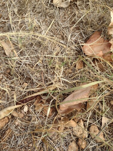 Cynodon dactylon observed 2022-07-07