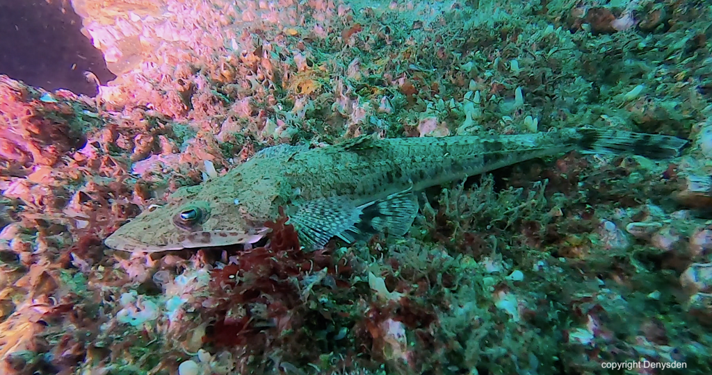 Solitas gruveli