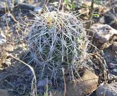 Thelocactus bicolor