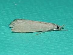 Haimbachia placidellus