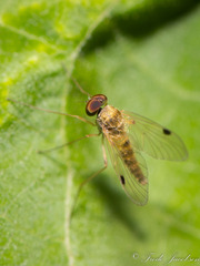 Chrysopilus modestus