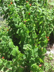 Malvaviscus arboreus drummondii