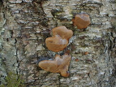 Phellinus lundellii
