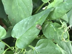 Carrhotus xanthogramma