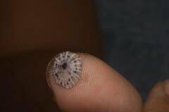 Siphonaria normalis