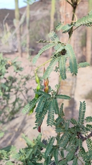 Prosopis articulata