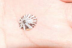 Siphonaria normalis