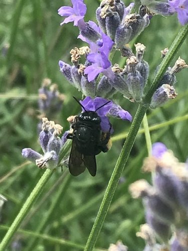 Two-spotted Longhorn Bee photographed in Colorado