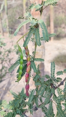 Prosopis articulata