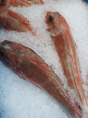 Chelidonichthys cuculus